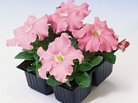 Петуния крупноцветковая (Tango F1)