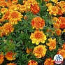 Бархатцы отклоненные (Tagetes patula)
