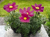 Космея дваждыперистая (Casanova)