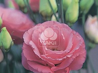 Лизиантус (Эустома) крупноцветковый (Arena F1)