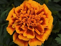 Бархатцы отклоненные (Bonanza) Бархатцы отклоненные (Bonanza)