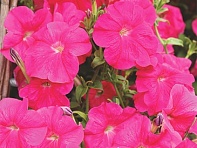 Петуния ампельная гибридная (Лавина F1)