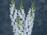 Львиный зев (Антирринум) большой (Maryland F1)