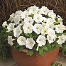 Петуния мелкоцветковая (Petunia milliflora)