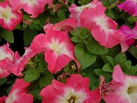 Петуния крупноцветковая (генетически компактная) (Limbo GP F1)