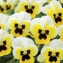 Виола рогатая (Viola cornuta)