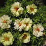 Портулак крупноцветковый (Portulaca grandiflora)
