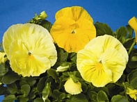 Виола Виттрока