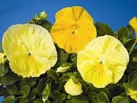 Виола Виттрока (Colossus F1)