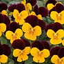 Виола рогатая (Viola cornuta)