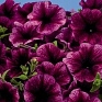 Петуния многоцветковая (Petunia multiflora)