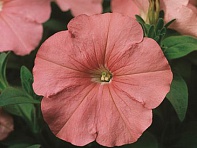 Петуния многоцветковая (Hurrah F1)