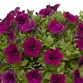 Петуния ампельная гибридная (Petunia x hybrida)