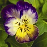 Виола рогатая (Viola cornuta)