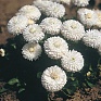 Маргаритка многолетняя (Bellis perennis)