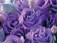 Лизиантус (Эустома) крупноцветковый (Croma F1)