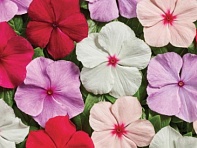 Катарантус розовый (Volcano F1)