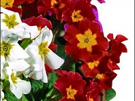 Примула полиантовая (многоцветковая) (Garden Beauty F1)