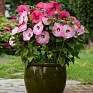 Гибискус мускусный (Hibiscus moscheutos)