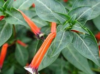 Куфея огненно-красная