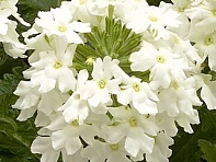 Вербена гибридная ампельная (Obsession Cascade F1)