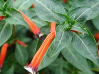 Куфея огненно-красная (Coan)