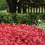 Колеус гибридный (Coleus х hybrida)