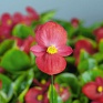 Бегония вечноцветущая (зеленая листва) (Begonia semperflorens)