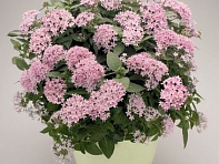 Пентас ланцетовидный (Graffiti F1)