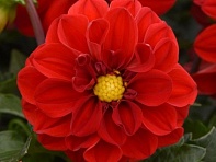 Георгина гибридная (Figaro)