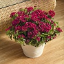 Гвоздика китайская х турецкая (Dianthus chinensis x barbatus)