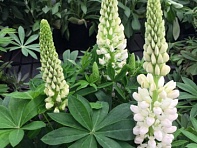 Люпин многолистный (Lupini)