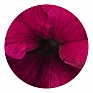 Петуния крупноцветковая (Petunia grandiflora)