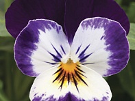 Виола рогатая (Penny F1)