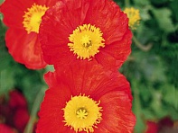 Мак голостебельный (Pulchinella)