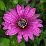 Остеоспермум Эклона (Osteospermum eclonis)