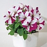 Петуния мелкоцветковая (Petunia milliflora)