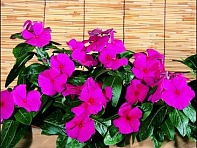 Катарантус розовый (Riviera F1)