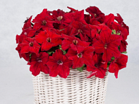 Петуния ампельная гибридная (Capri F1)