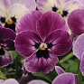 Виола рогатая (Viola cornuta)