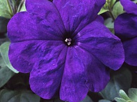 Петуния многоцветковая (Lambada F1)