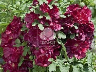 Мальва (Штокроза) розовая (Spring Celebrities)