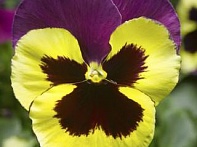 Виола Виттрока