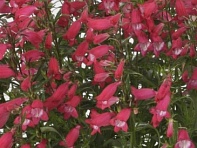 Пенстемон мехикальский (Carillo)