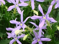 Изотома (Лаурентия) гибридная (Tristar)