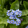 Незабудка лесная (Myosotis sylvatica)