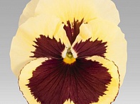 Виола виттрока