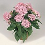 Пентас ланцетовидный (Pentas lanceolata)