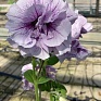 Петуния крупноцветковая махровая (Petunia grandiflora)