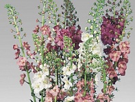 Коровяк фиолетовый (Verbascum phoeniceum)